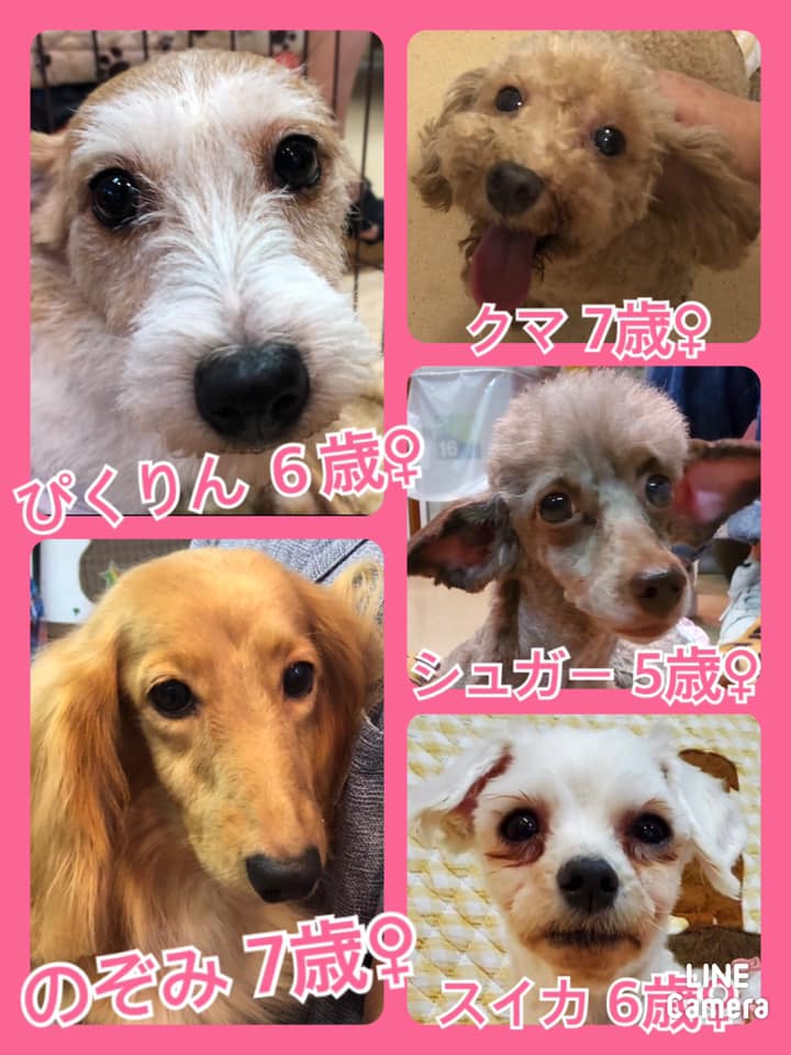 🐾今日の里親様募集中ワンコ🐶メンバーです🐾2020,9,24